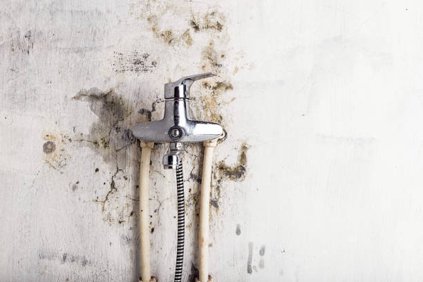 Best Professional Mold Removal  in Shasta, CA