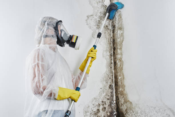 Best Mold Testing  in Shasta, CA