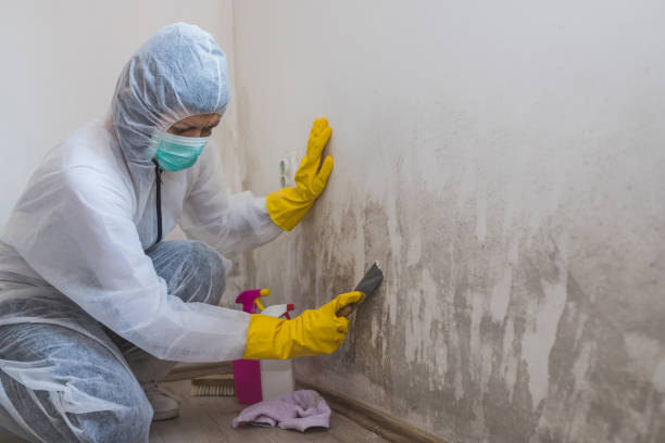Best Professional Mold Removal  in Shasta, CA
