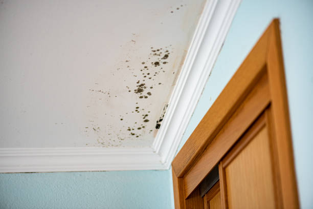 Best Mold Removal Company Near Me  in Shasta, CA