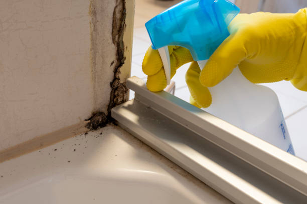 Best Water Damage Restoration  in Shasta, CA