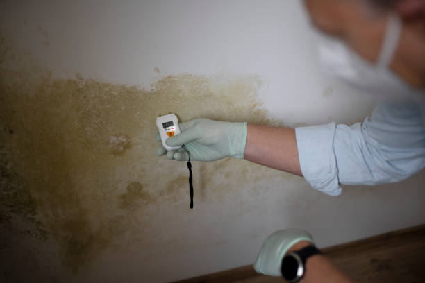 Best Mold Cleaning Services  in Shasta, CA