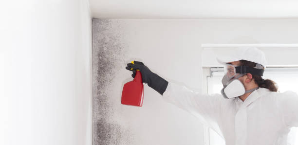 Best Mold Testing  in Shasta, CA