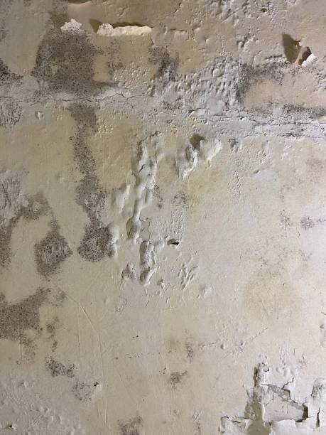 Best Attic Mold Removal  in Shasta, CA