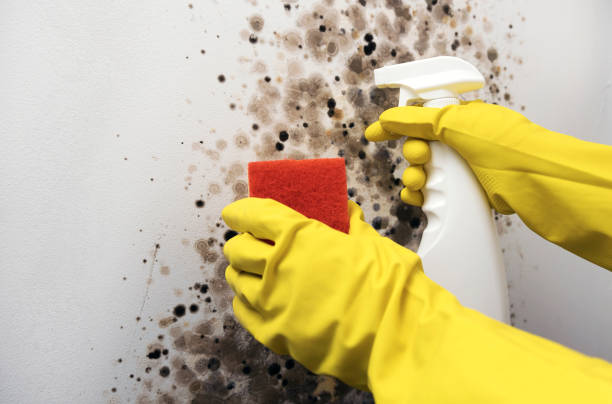 Best Mold Testing  in Shasta, CA