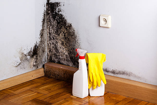 Professional Mold Removal in Shasta, CA