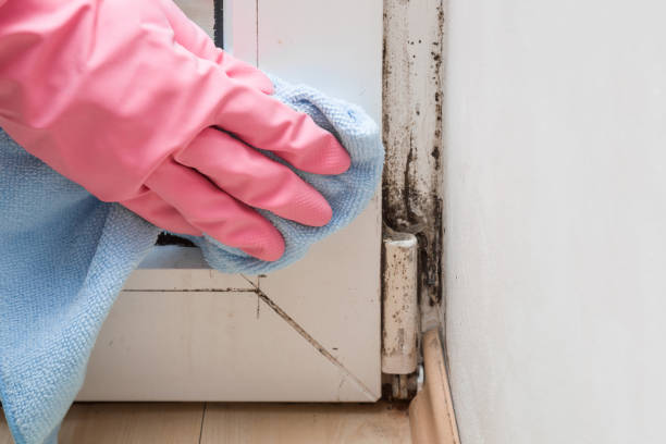 Best Toxic Mold Removal  in Shasta, CA