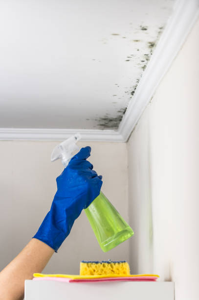 Best Affordable Mold Removal  in Shasta, CA