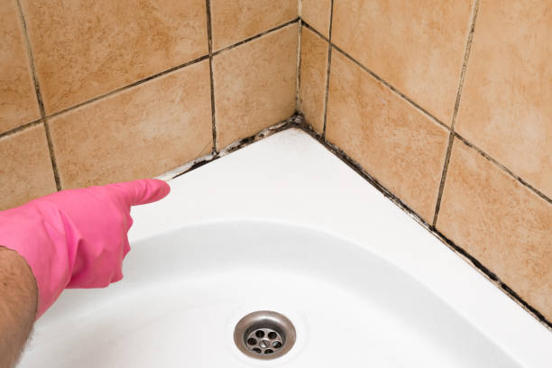 Best Emergency Mold Removal  in Shasta, CA